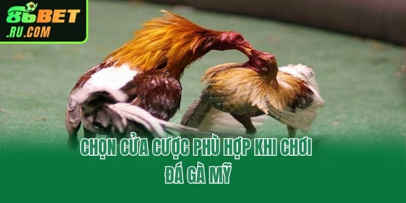 Chọn cửa cược phù hợp khi chơi đá gà Mỹ