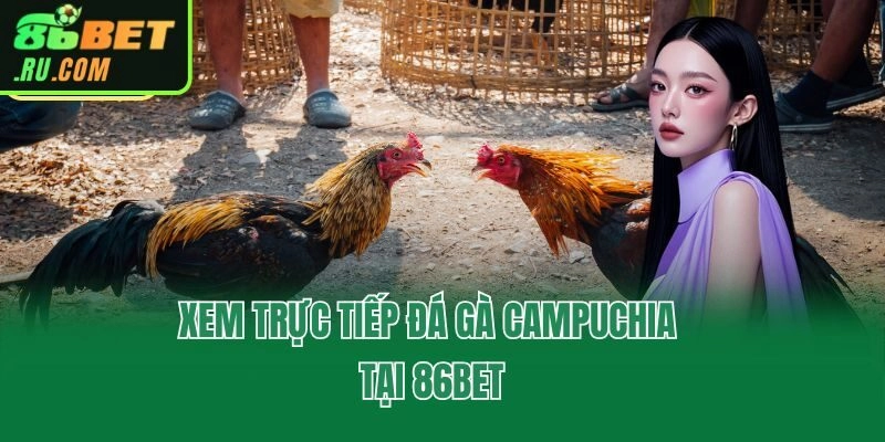 Xem trực tiếp đá gà Campuchia tại 86bet